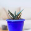 Gasteria 2