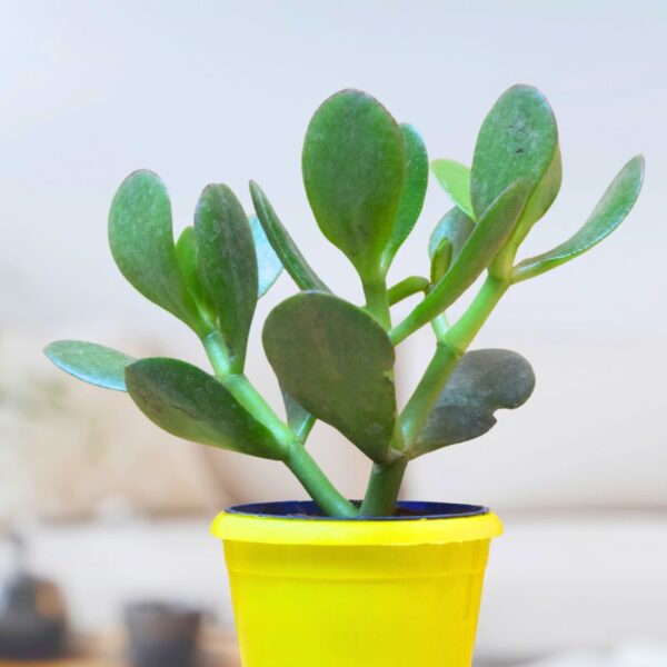 Jade plant 2