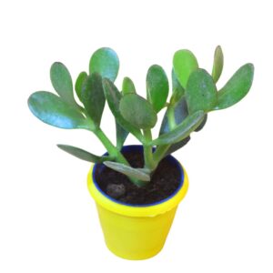 Jade plant 3