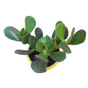 Jade plant 4