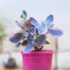 Variegated Kalanchoe 2