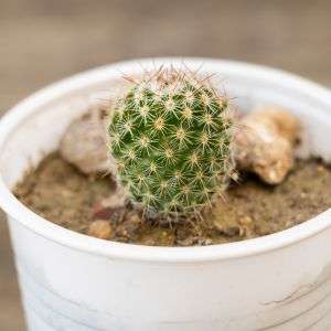 Cactus - Bare Rooted