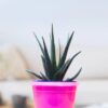 Black aloe 2