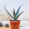 Green strip aloe 2