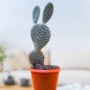 White bunny ear cactus 2