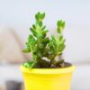 sedum rubrotinctum green jelly 3