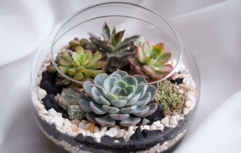 How to Create a Succulent Terrarium banner