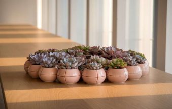 Why Succulents Make Great Gifts